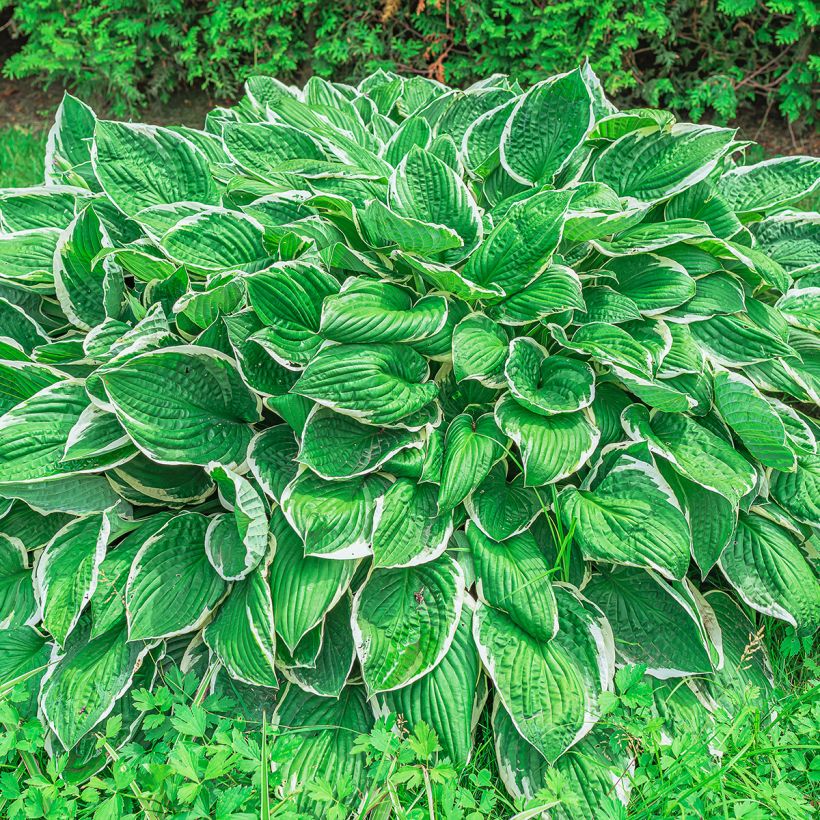 Hosta sieboldii var. alba (Porte)