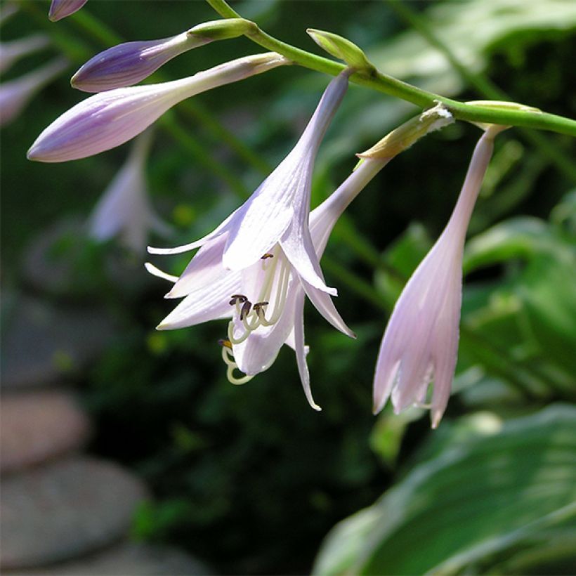 Hosta Summer Fragrance (Follaje)