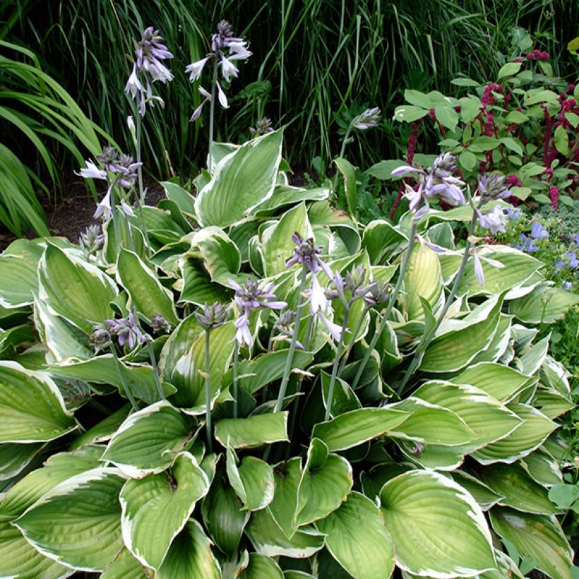 Hosta Summer Fragrance (Porte)