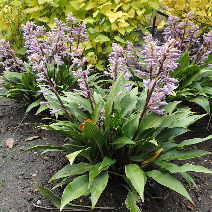 Hosta tardiflora (Porte)