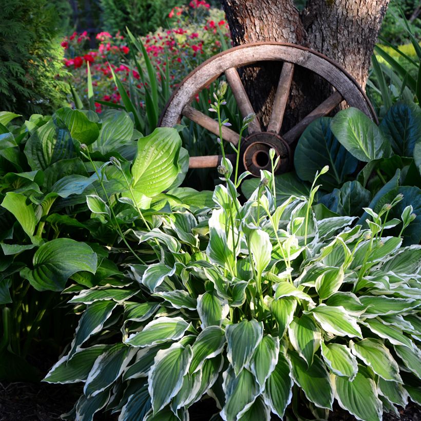 Hosta undulata albomarginata (Porte)