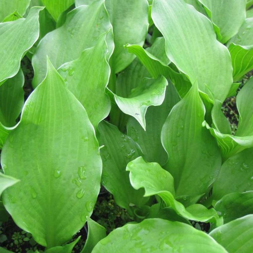 Hosta undulata Erromena (Follaje)