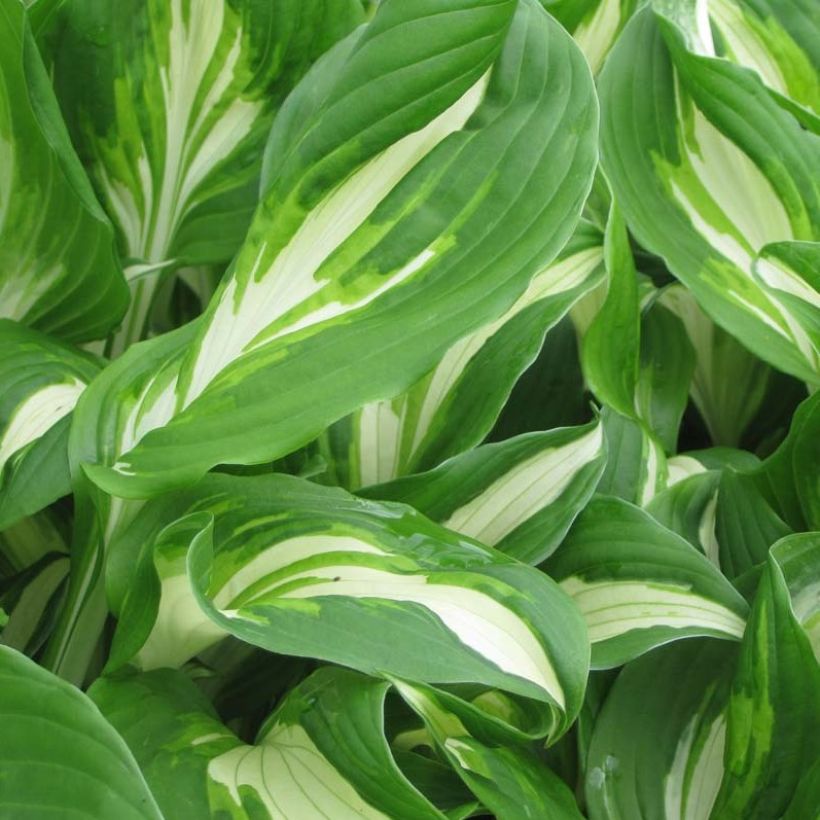 Hosta undulata Mediovariegata (Follaje)