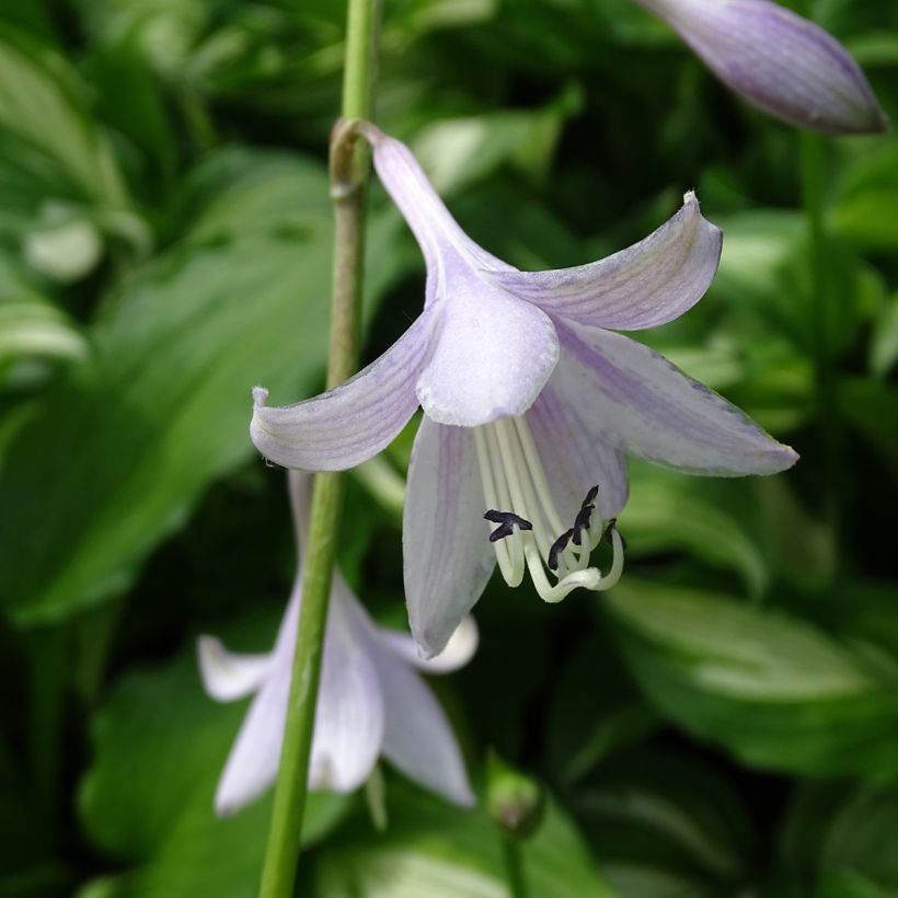 Hosta undulata Mediovariegata (Floración)