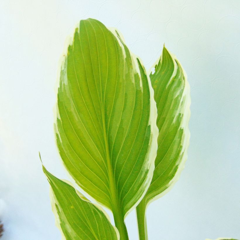 Hosta undulata albomarginata (Follaje)