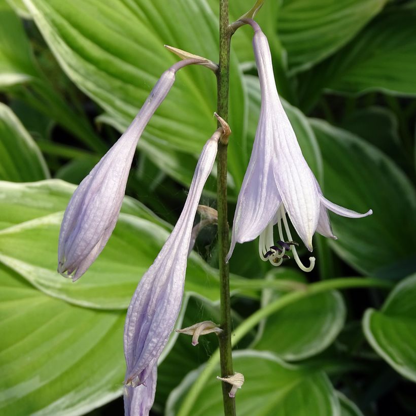 Hosta undulata albomarginata (Floración)