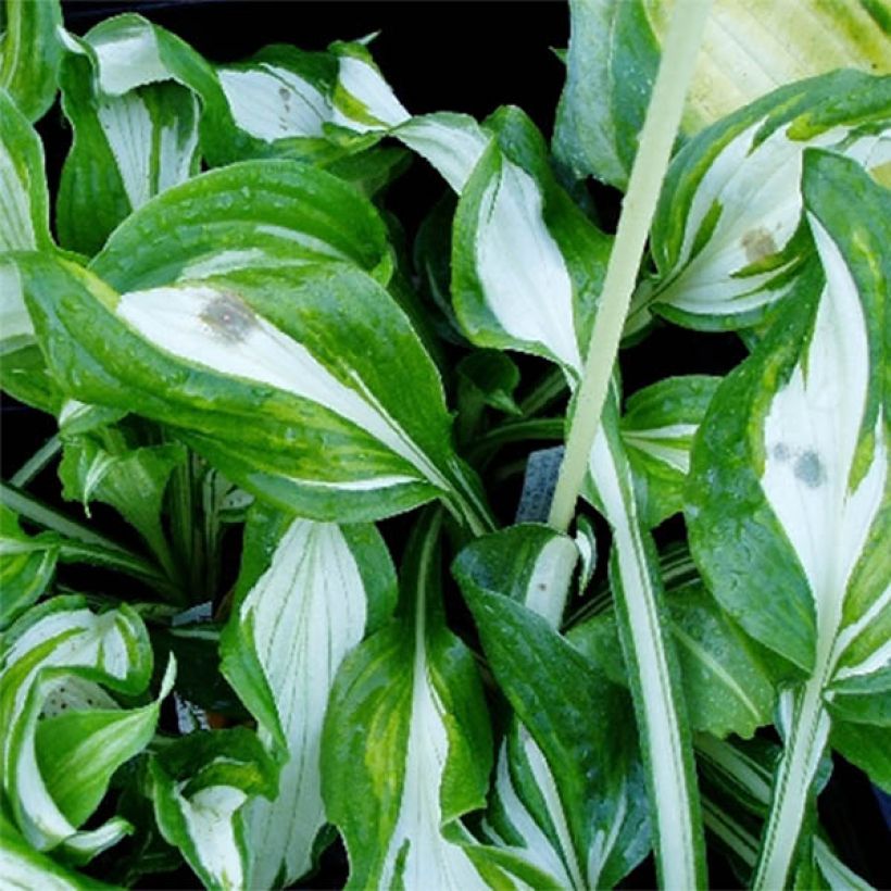 Hosta undulata var. univittata (Follaje)