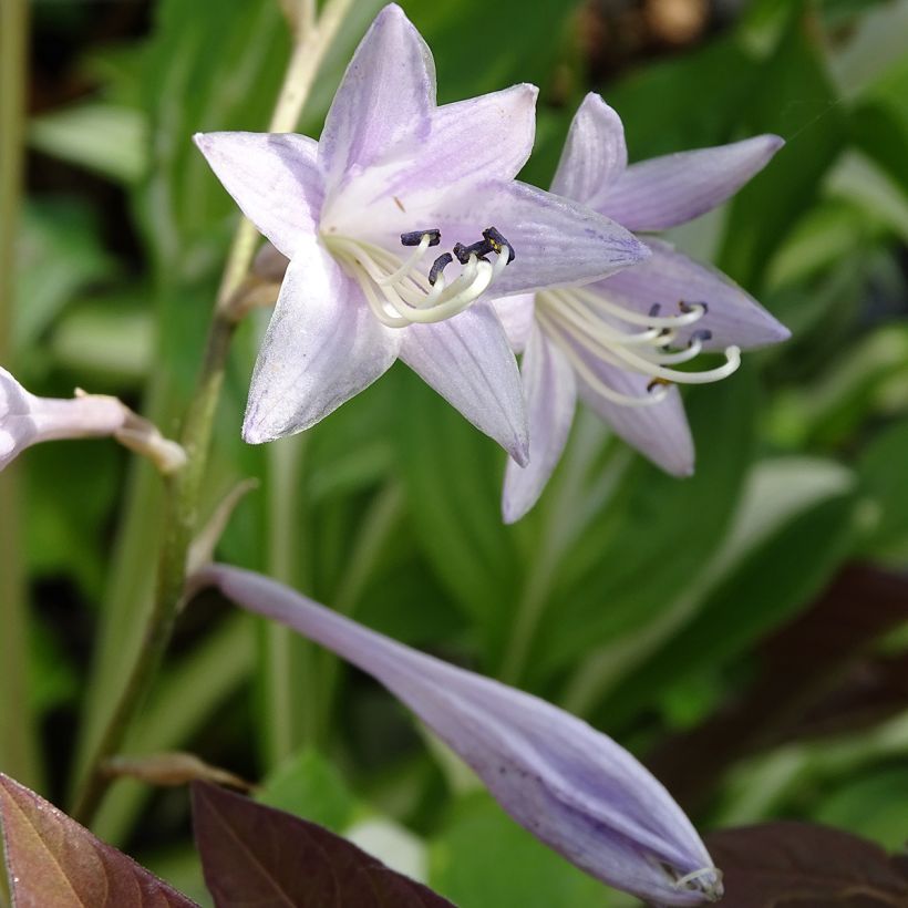 Hosta undulata var. univittata (Floración)