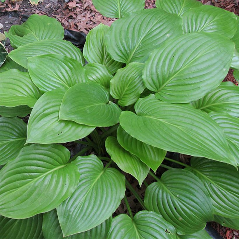 Hosta ventricosa (Follaje)