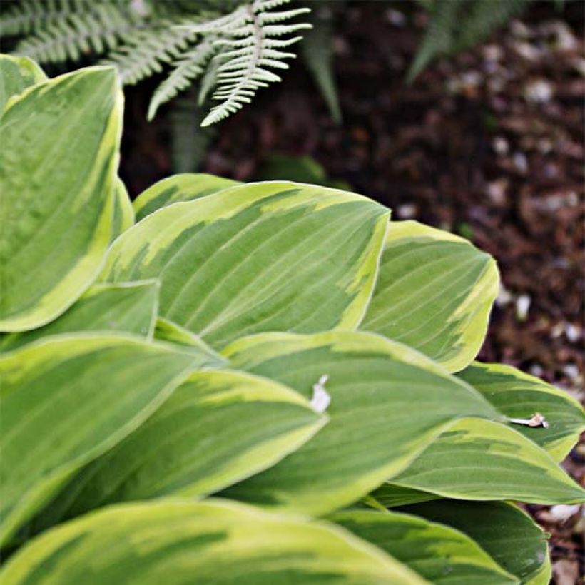 Hosta Fragrant Dream (Follaje)