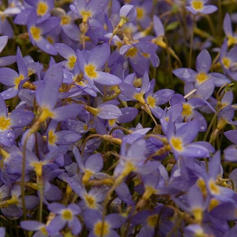 Houstonia caerulea Millard's Variety (Floración)