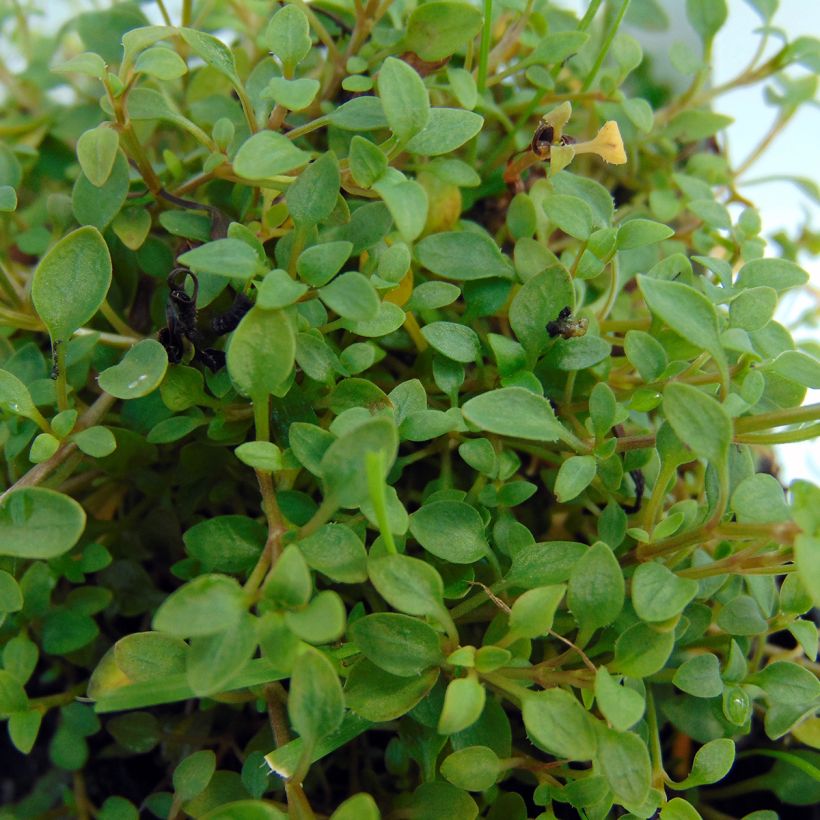 Houstonia caerulea Millard's Variety (Follaje)