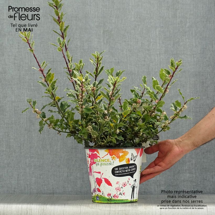 Ilex aquifolium Ingramii - Acebo Maceta 2L/3LAltura de entrega aprox. 30/40cm Ejemplar entregado en la primavera