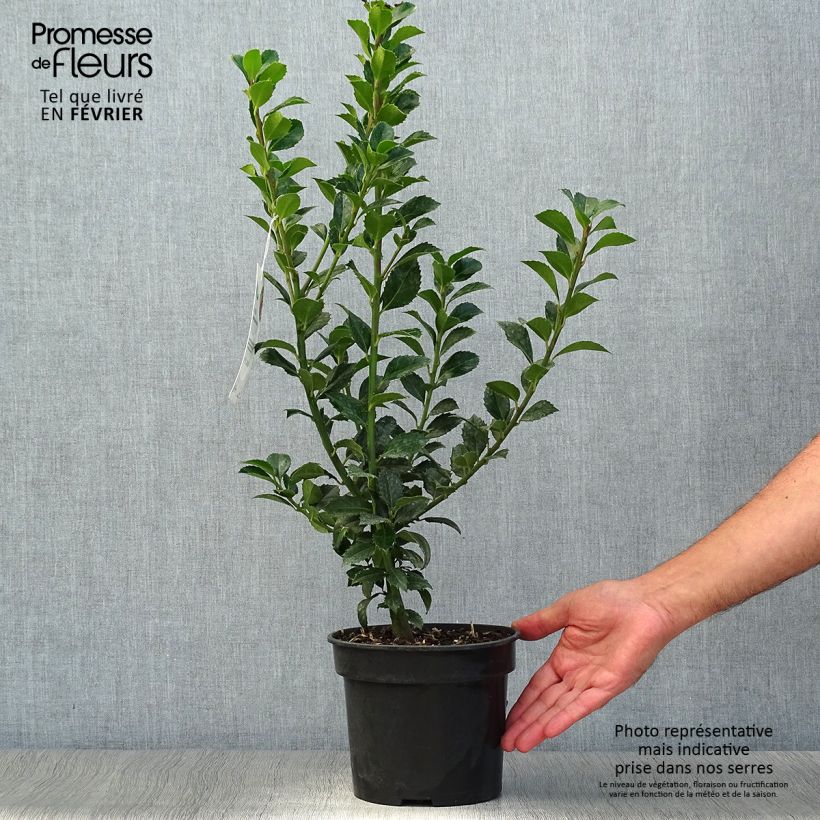 Ejemplar de Houx - Ilex x meserveae Heckenfee Pot de 2L/3L entregado en otoño