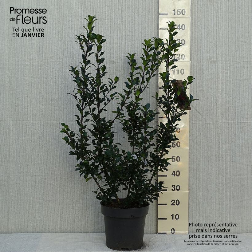 Houx - Ilex x meserveae Mesid Pot de 12L/15L Ejemplar entregado en invierno