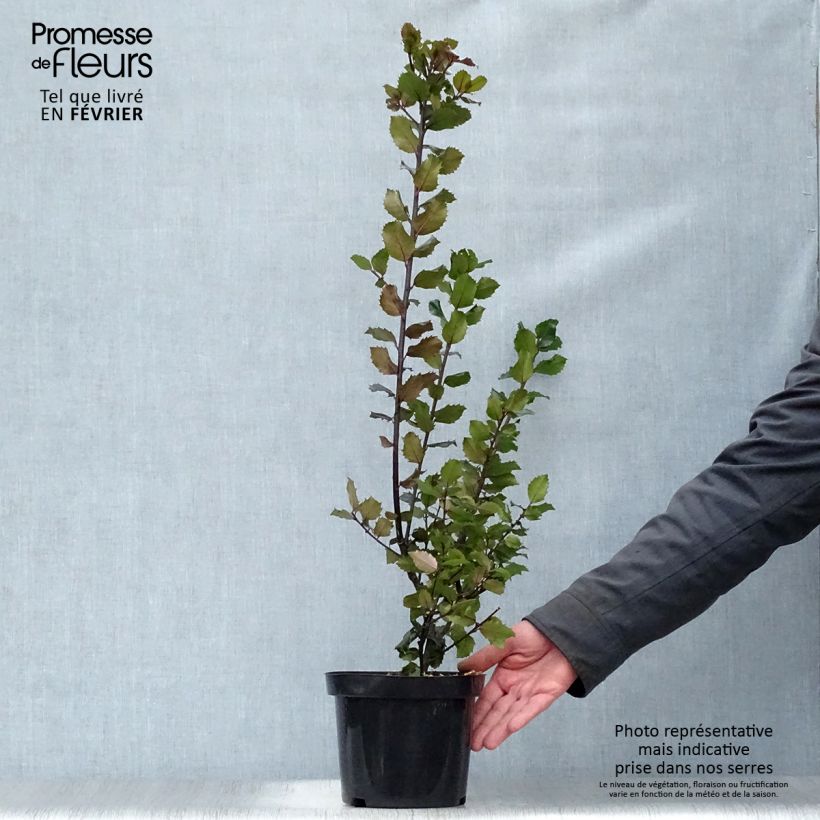 Houx américain - Ilex meserveae Blue princess Pot de 2L/3L Ejemplar entregado en invierno