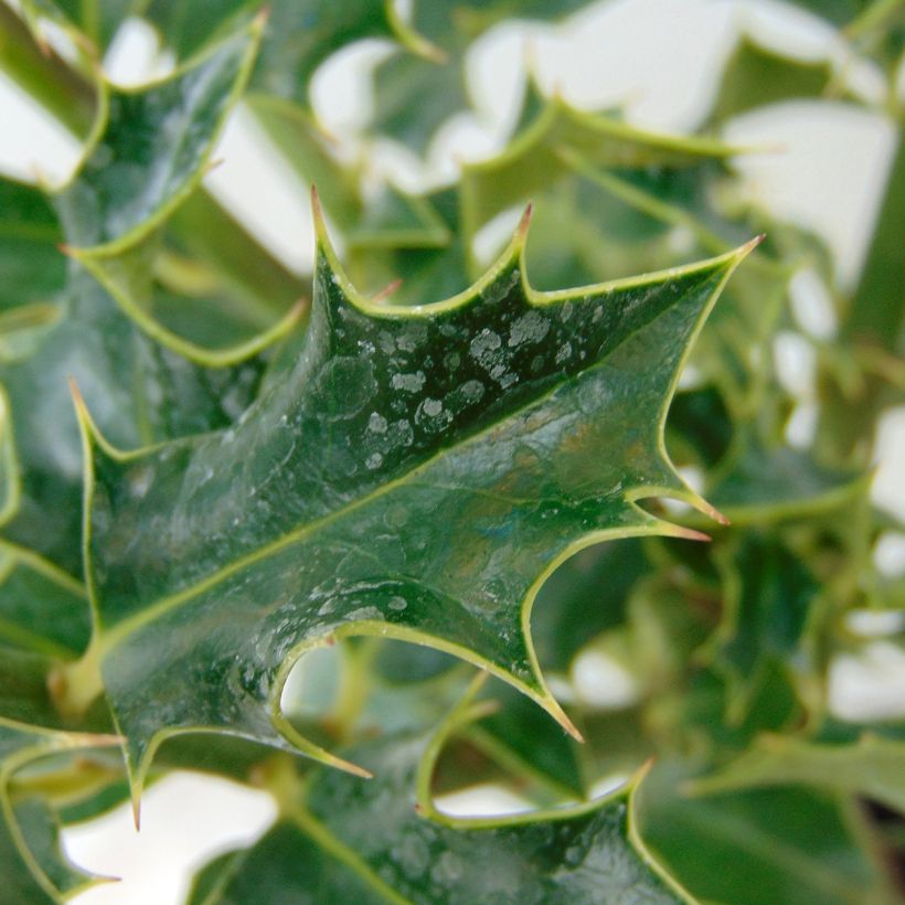 Acebo Alaska - Ilex aquifolium (Follaje)