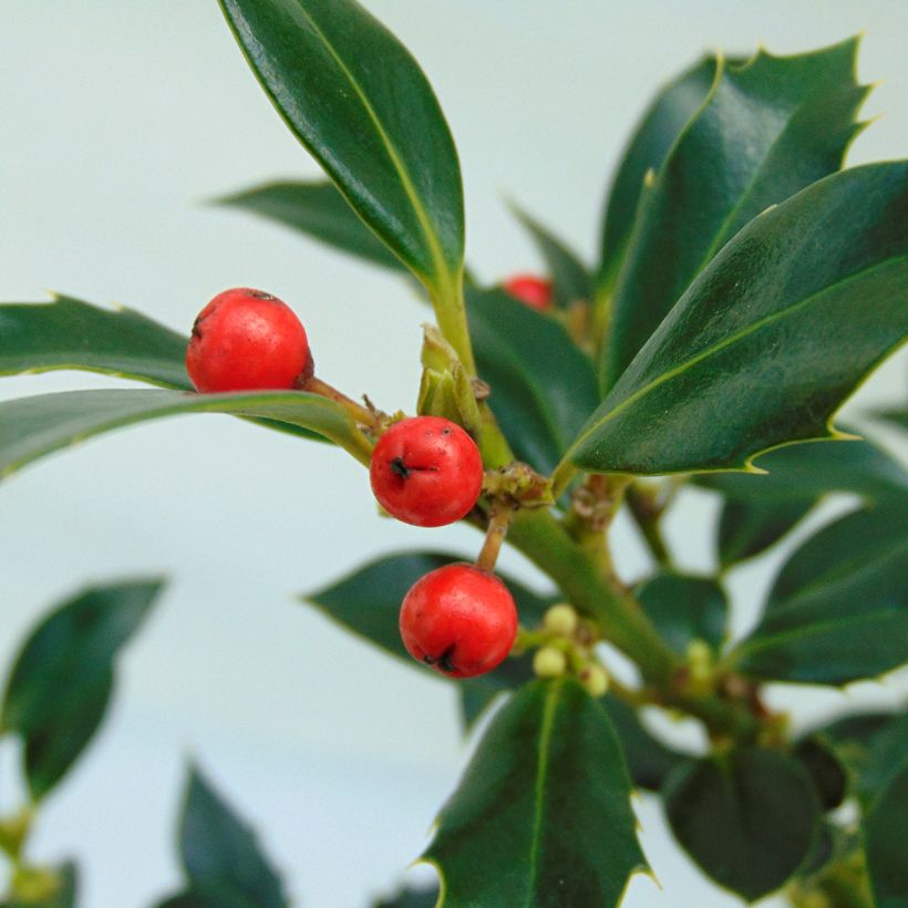 Acebo Alaska - Ilex aquifolium (Cosecha)