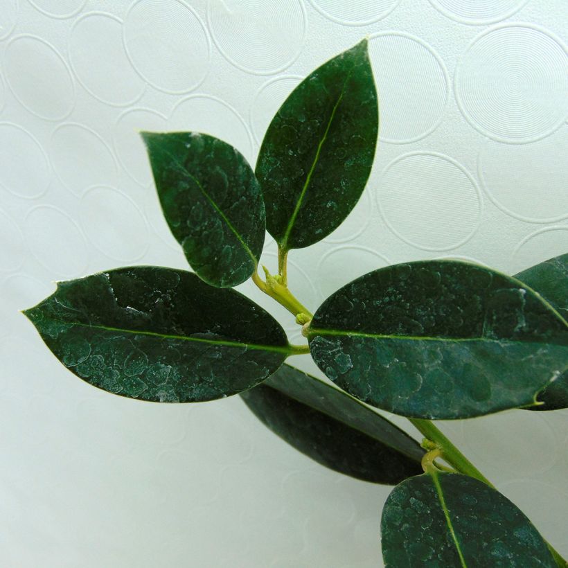 Acebo JC Van Tol - Ilex aquifolium (Follaje)