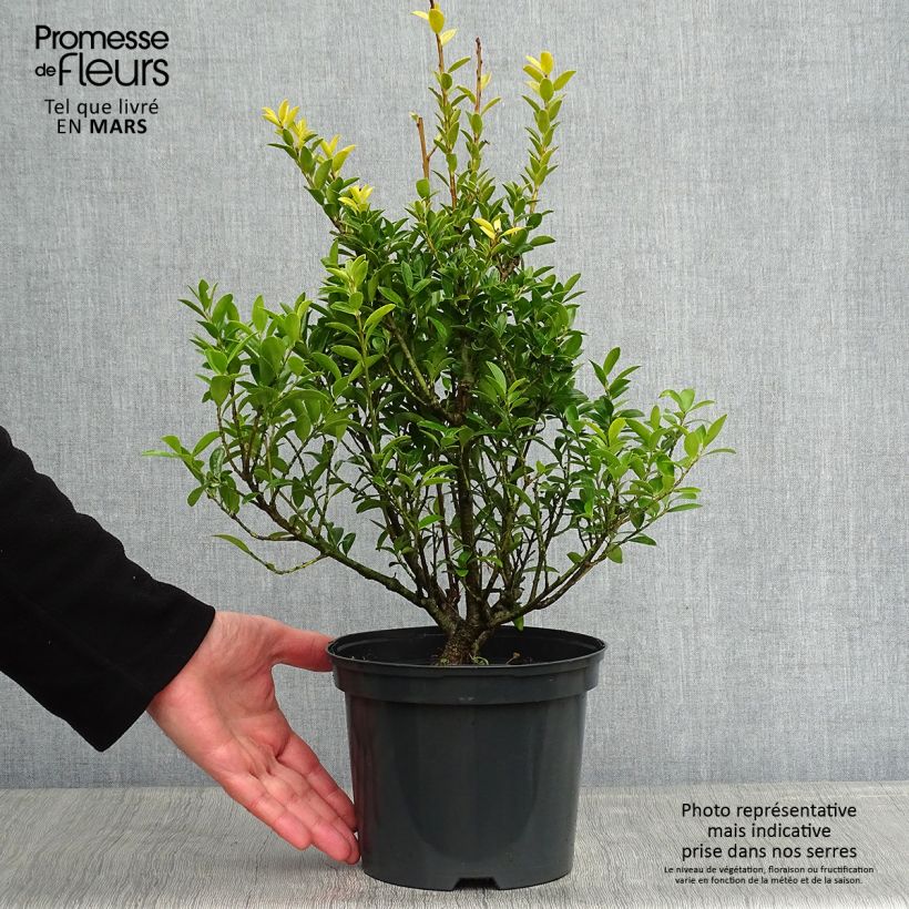 Houx crénelé - Ilex crenata Blondie Pot de 2L/3L Ejemplar entregado en invierno