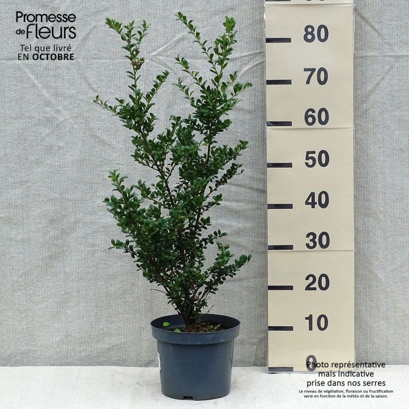 Ejemplar de Houx crénelé - Ilex crenata Convexa 50/60cm en pot de 5L entregado en otoño