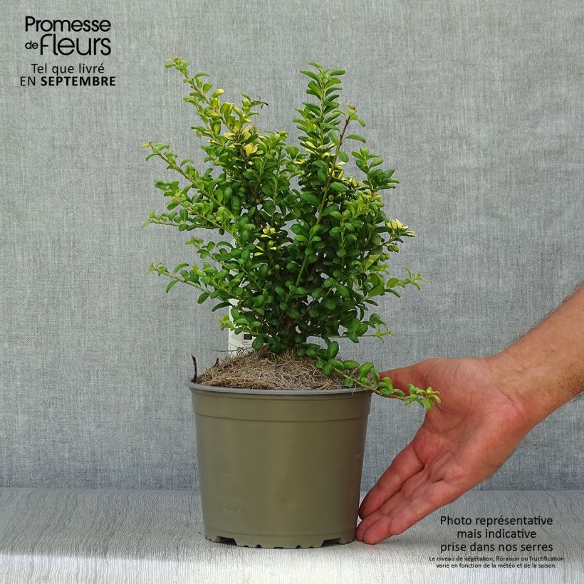 Ejemplar de Houx crénelé - Ilex crenata Convexed Gold Pot de 2L/3L entregado en otoño