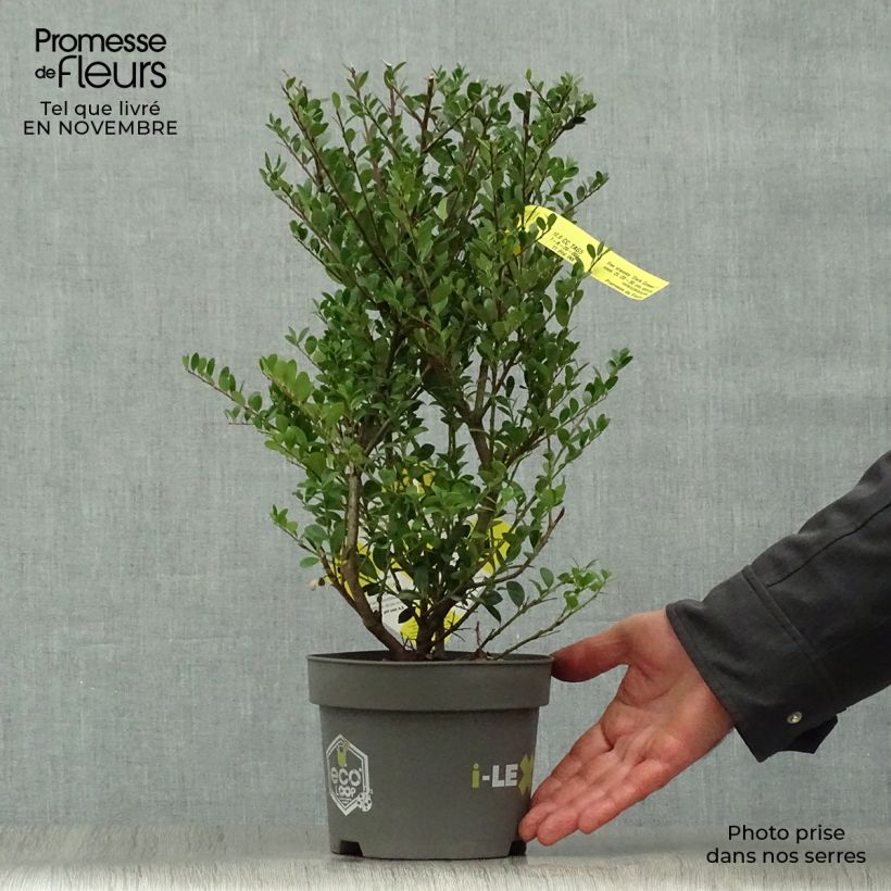 Ejemplar de Houx crénelé - Ilex crenata Dark Green  Pot de 2L/3L Touffe entregado en otoño