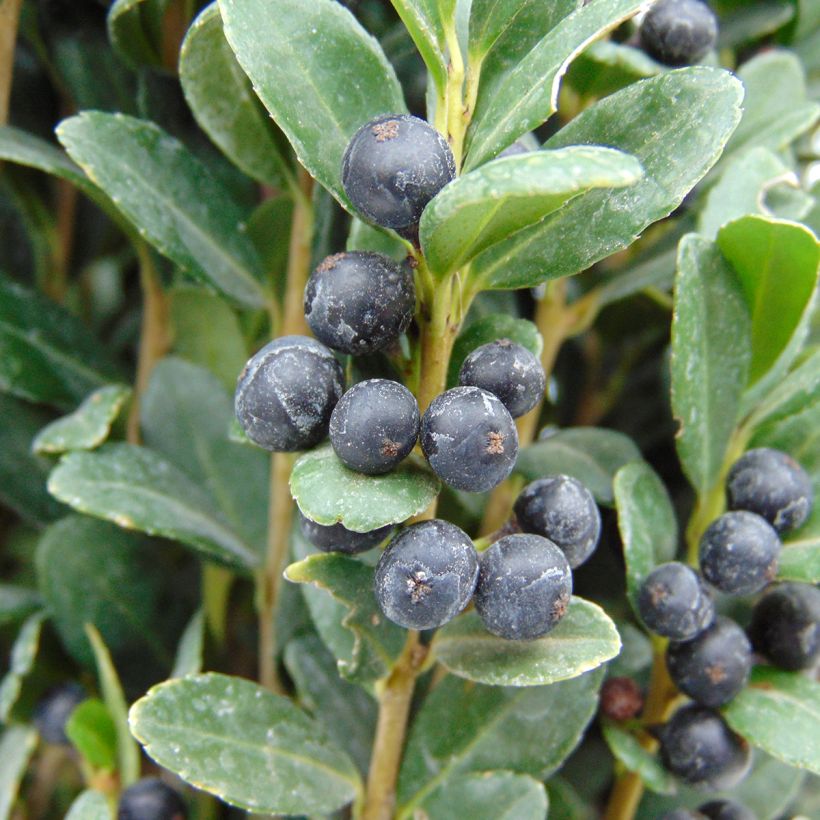 Acebo japonés Fastigiata - Ilex crenata (Cosecha)