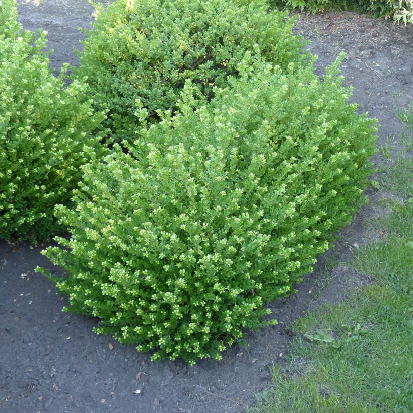 Acebo japonés Glorie Dwarf - Ilex crenata (Porte)