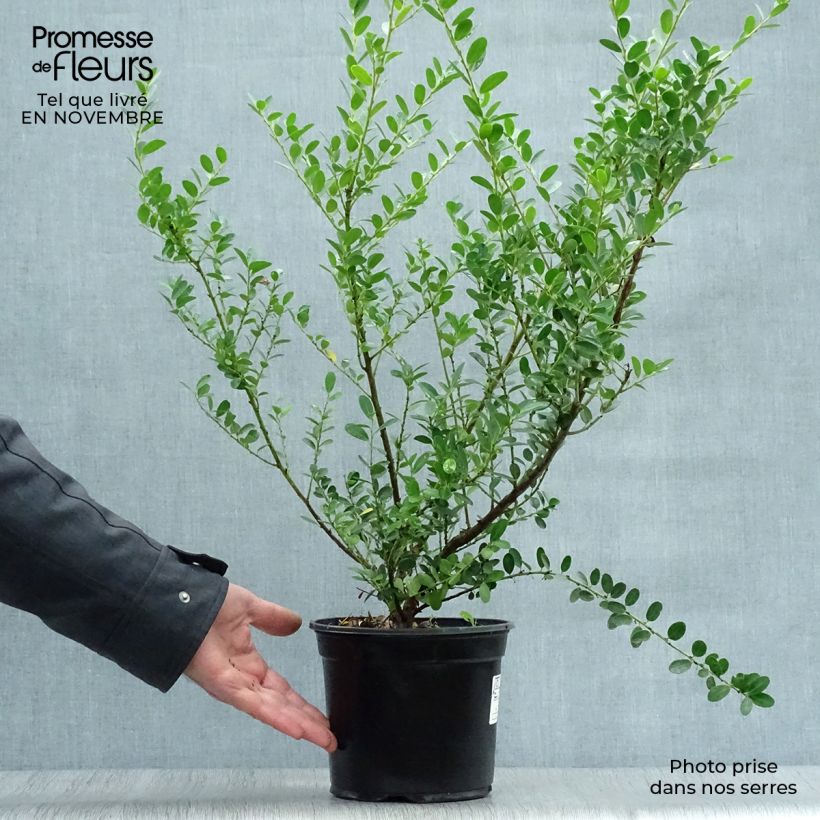 Ejemplar de Houx crénelé - Ilex crenata Green Hedge 30/40cm en pot de 2L/3L entregado en otoño