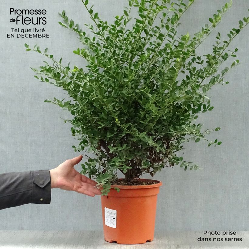 Houx crénelé - Ilex crenata Green Hedge en pot de 7,5L/10L Ejemplar entregado en invierno