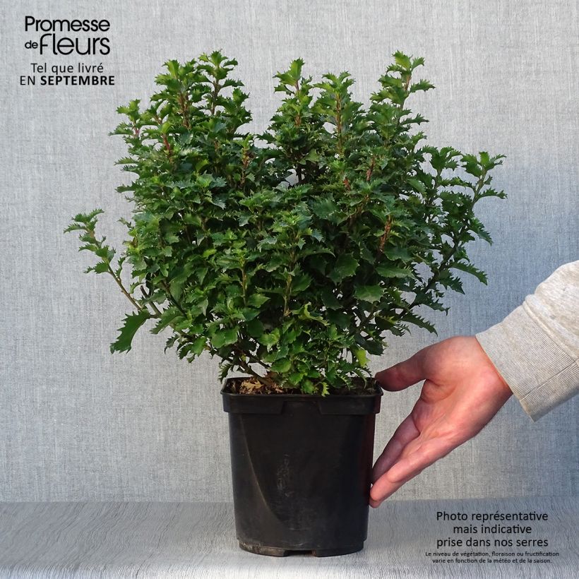 Ejemplar de Houx nain - Ilex meserveae Little Rascal  Pot de 3L/4L entregado en otoño