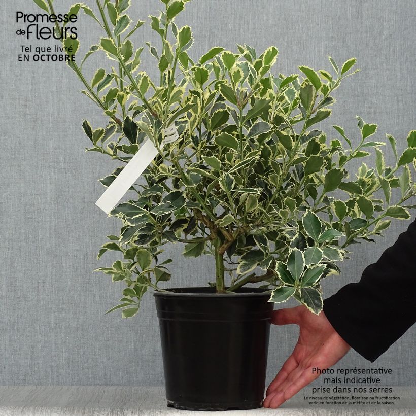 Ejemplar de Houx panaché - Ilex aquifolium Argenteomarginata Pot de 3L/4L entregado en otoño