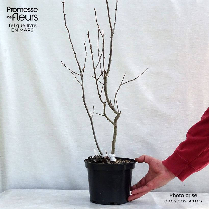 Houx verticillé femelle Maryland Beauty - Ilex verticillata  Pot de 3L/4L Ejemplar entregado en invierno