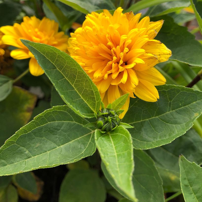 Helianthus decapetalus Soleil d'Or (Follaje)