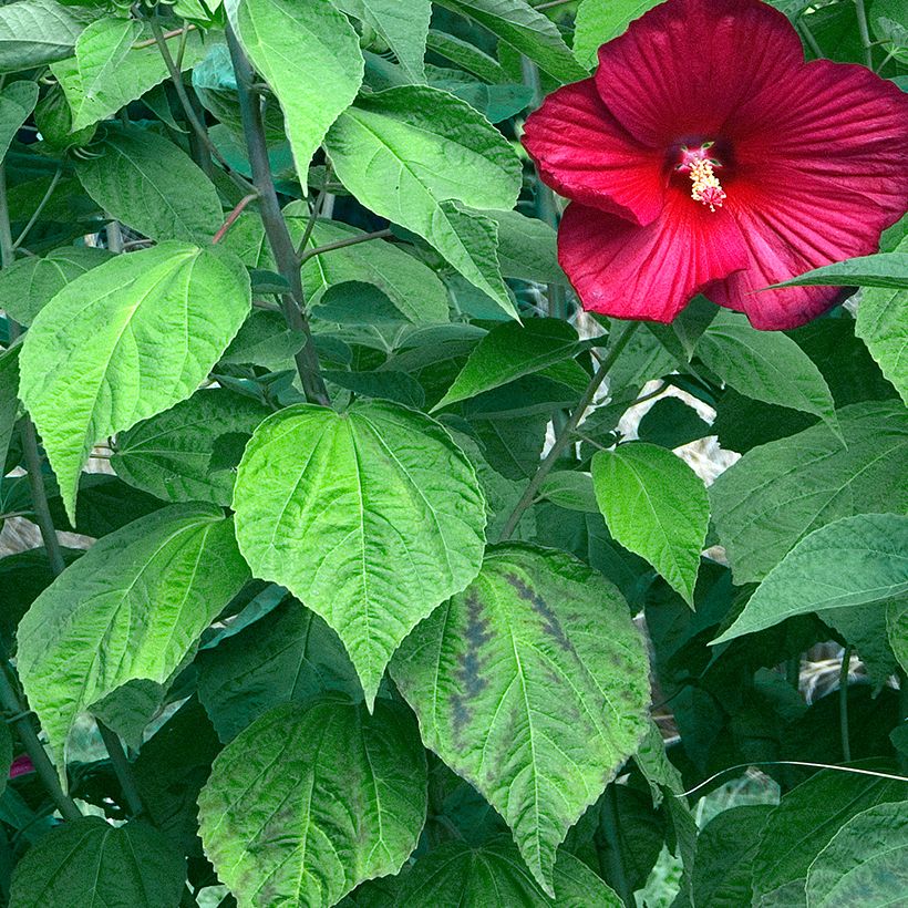 Hibiscus moscheutos Red - Hibisco moschetos (Follaje)