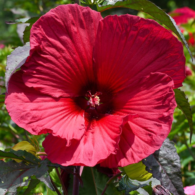 Hibiscus moscheutos Red - Hibisco moschetos (Floración)