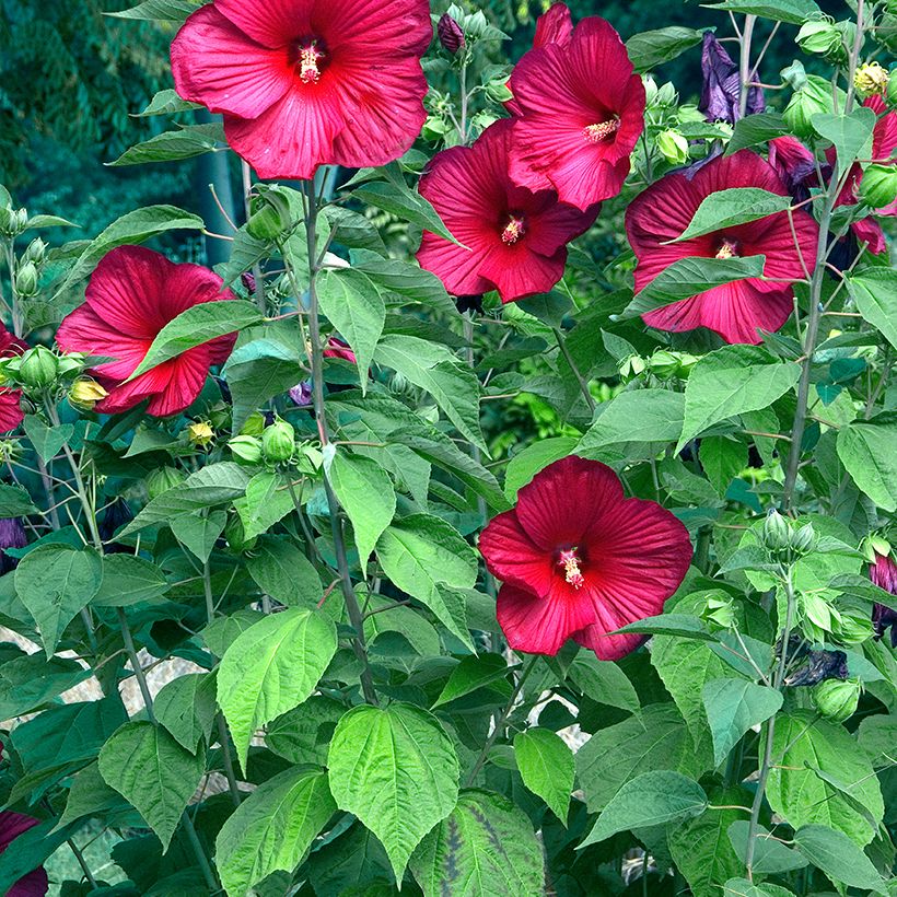 Hibiscus moscheutos Red - Hibisco moschetos (Porte)