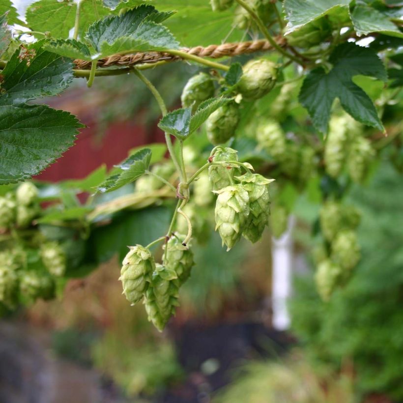 Lúpulo Cascade - Humulus lupulus (Floración)