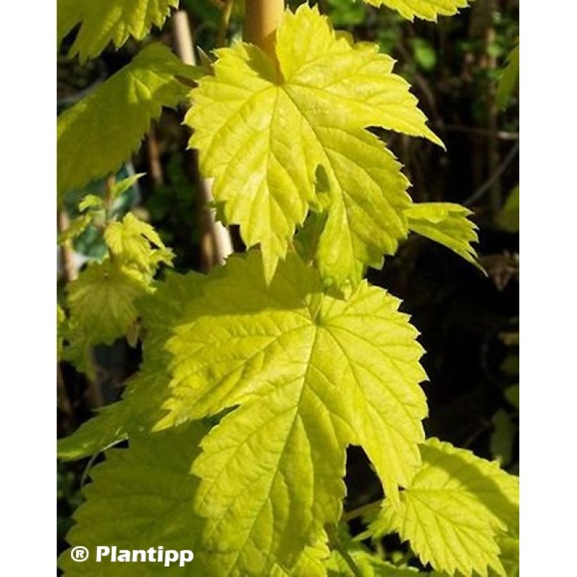 Lúpulo Golden Tassels - Humulus lupulus (Follaje)