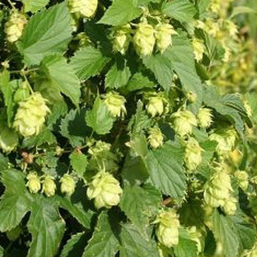 Lúpulo Nordbrau - Humulus lupulus (Follaje)