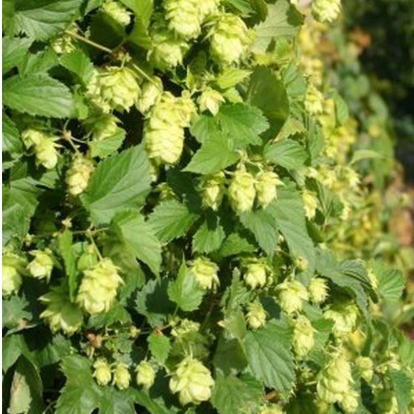 Lúpulo Nordbrau - Humulus lupulus (Floración)