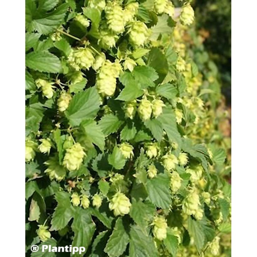 Lúpulo Prima Donna - Humulus lupulus (Floración)