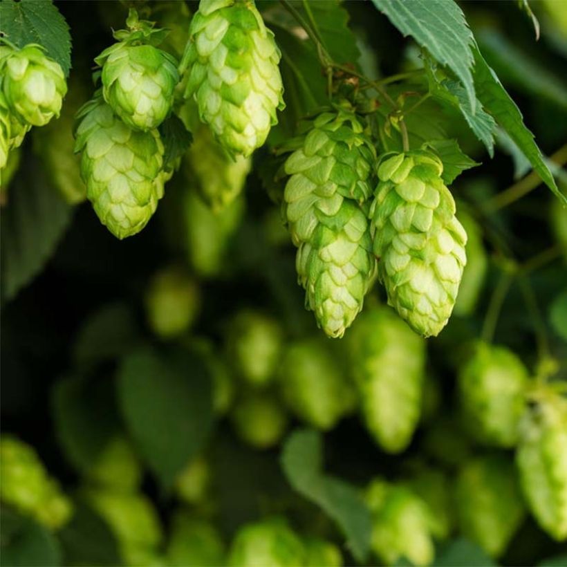 Lúpulo Target - Humulus lupulus (Floración)