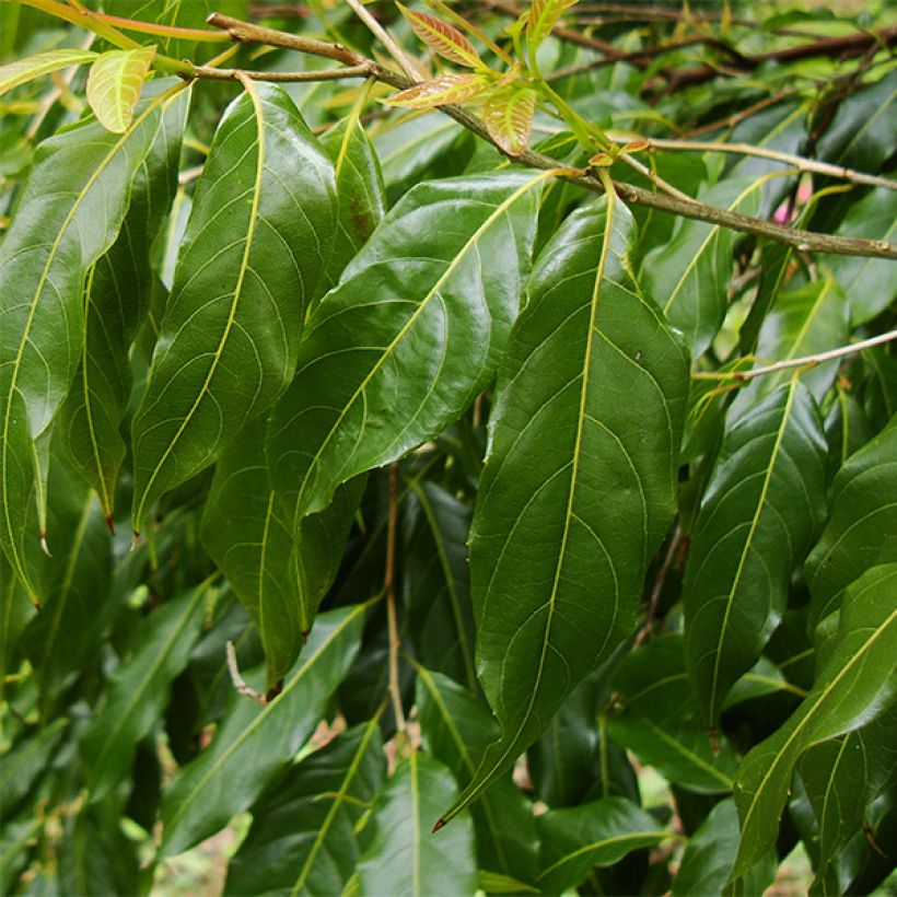 Huodendron biaristatum (Follaje)