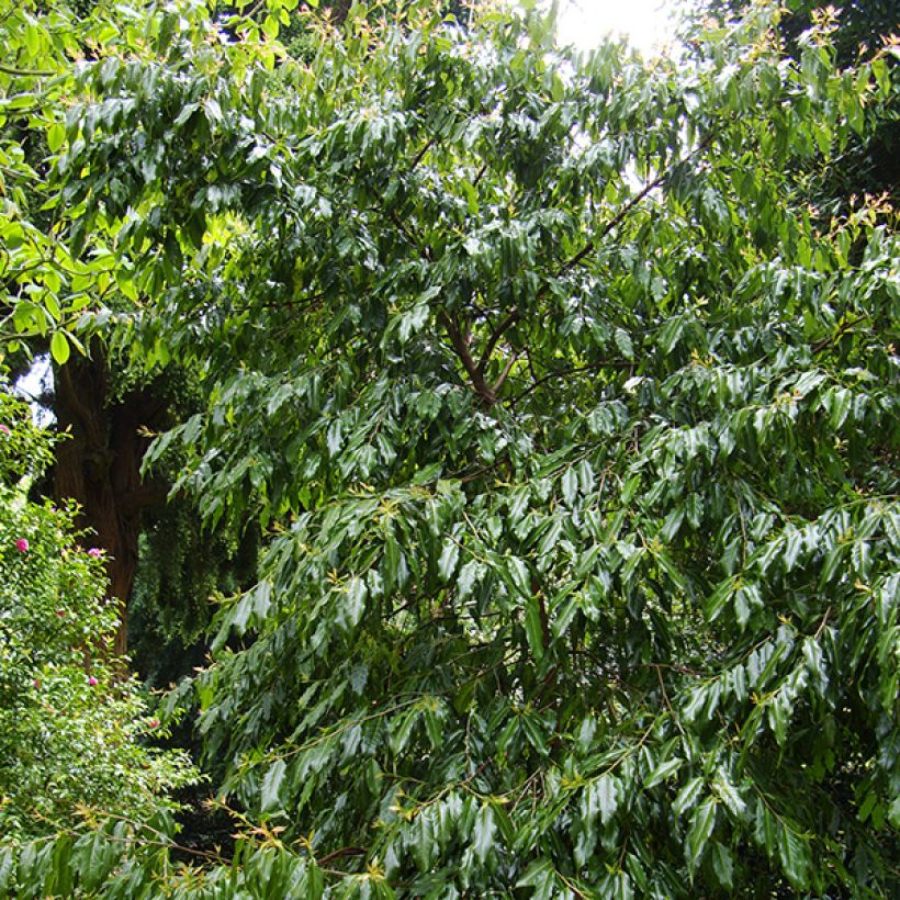 Huodendron biaristatum (Porte)