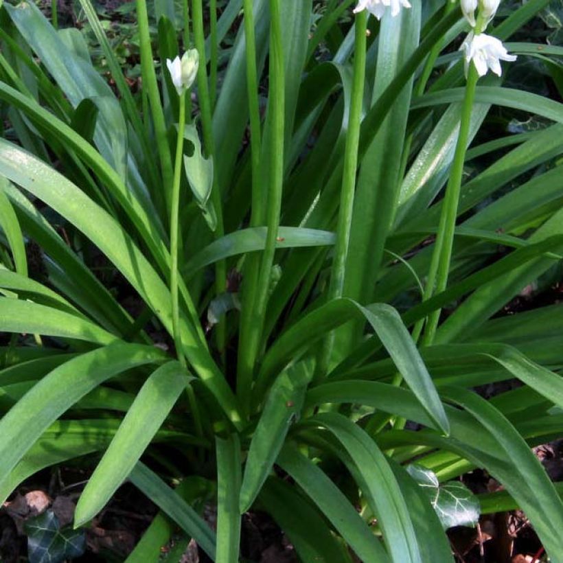 jacinto silvestre Blanca - Hyacinthoides non-scripta Alba (Follaje)