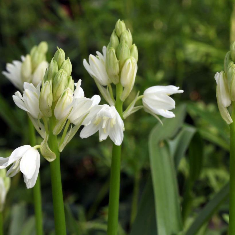 jacinto silvestre Blanca - Hyacinthoides non-scripta Alba (Floración)