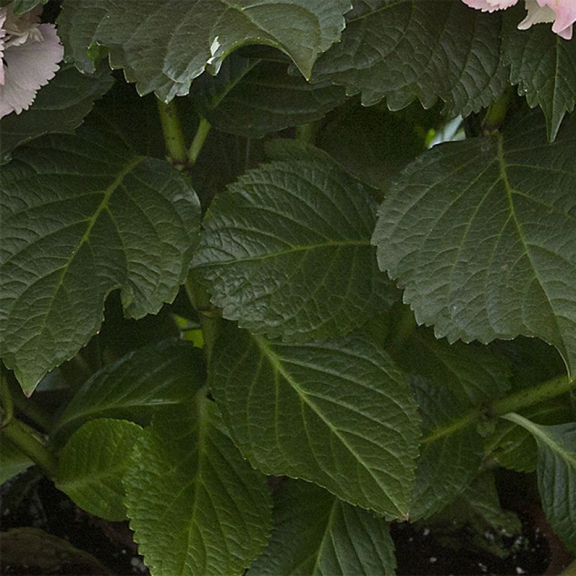 Hortensia macrophylla Magical Pearl - Hydrangea (Follaje)