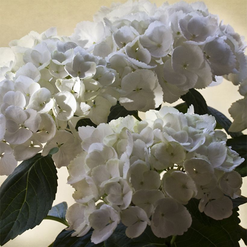 Hortensia macrophylla Magical Pearl - Hydrangea (Floración)